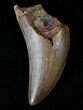 Tyrannosaur Tooth - Great Preservation #15344-1